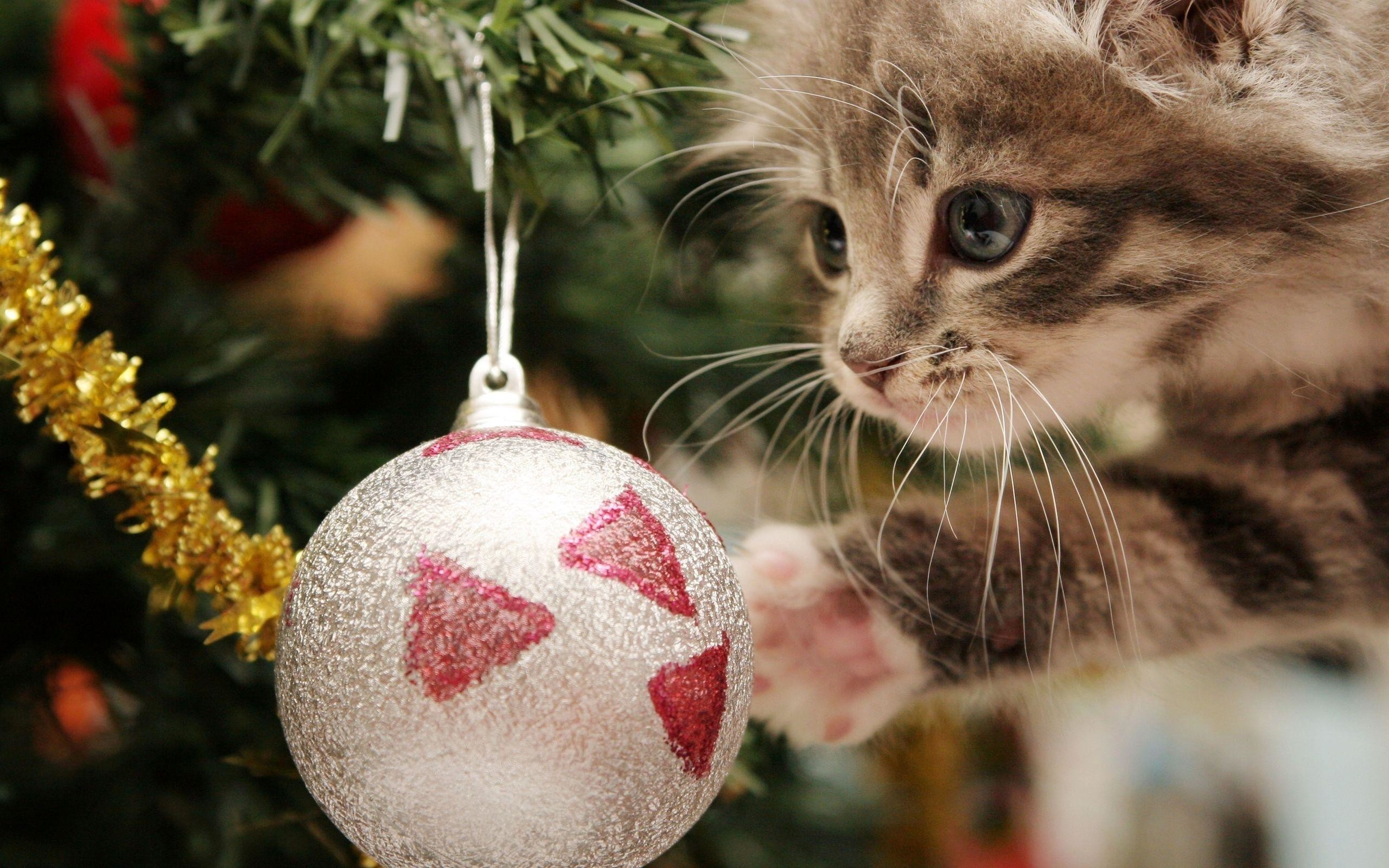 Hơn 100 mẫu cute hình nền mèo chibi noel dễ thương và đáng yêu