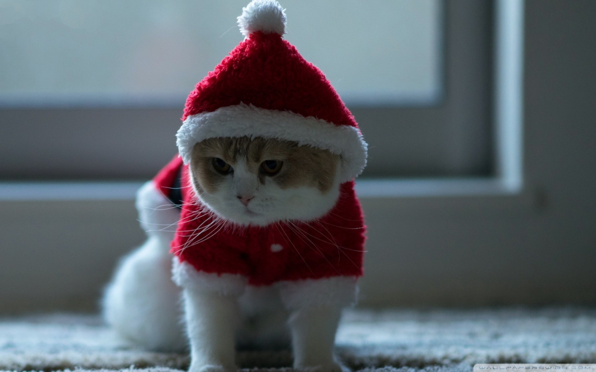 Tìm hiểu với hơn 112 hình nền mèo giáng sinh hay nhất  Tin Học Vui