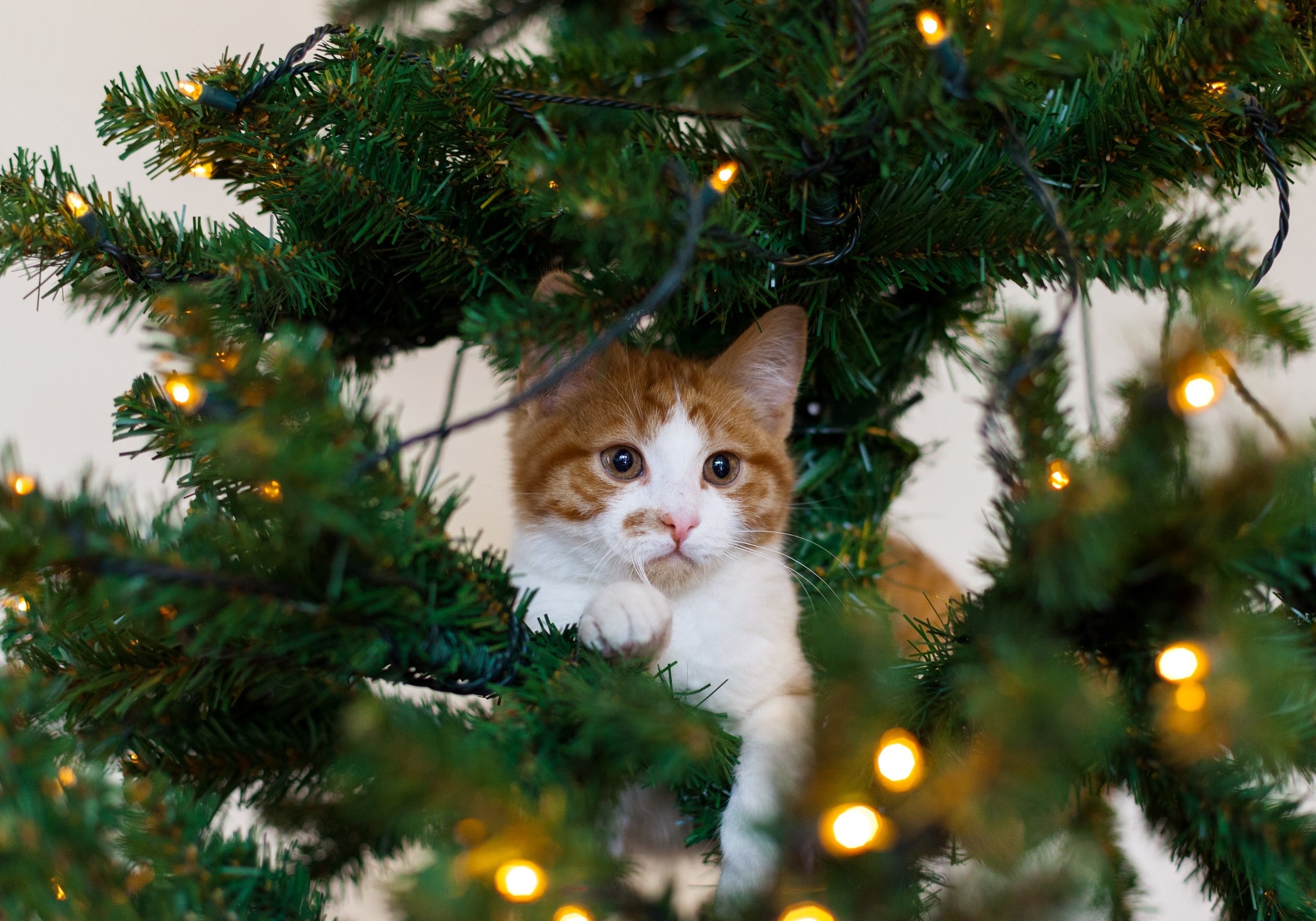Hình nền mèo đáng yêu trên cây thông
