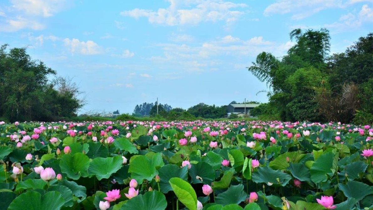 Rực rỡ, tinh tế và đầy đặn là những từ để miêu tả các hình ảnh hoa sen đẹp. Chúng ta không thể bỏ qua vẻ đẹp của những bông hoa sen tuyệt đẹp trong những khung hình nghệ thuật đầy tinh tế và trau chuốt.