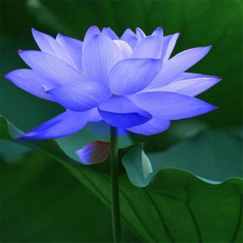 Hoa sen màu xanh lá cây tím rất rất đẹp