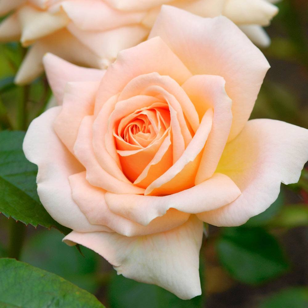 50+ Hình ảnh hoa hồng đẹp và lãng mạn nhất