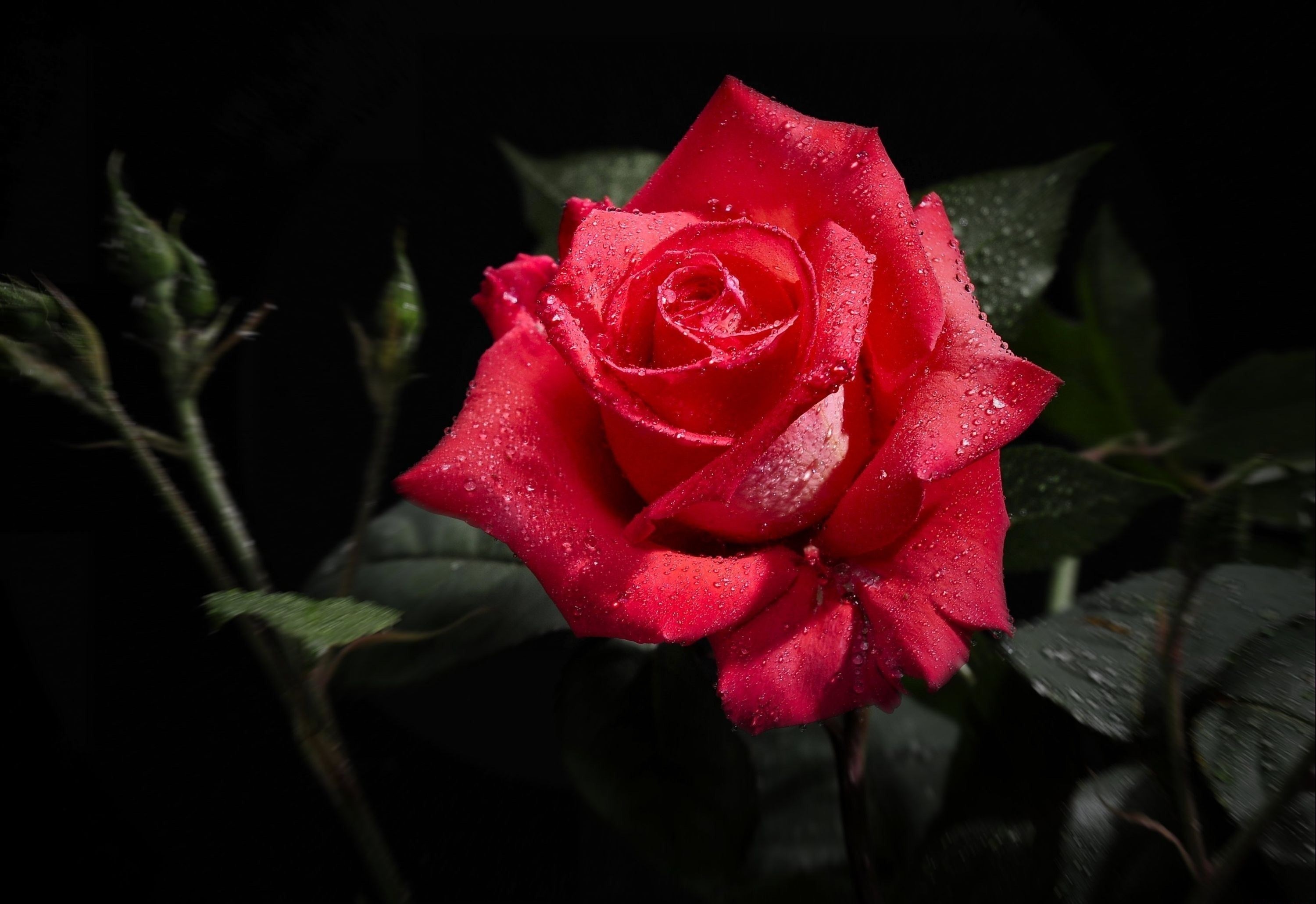Hình ảnh hoa hồng đẹp nhất thế giới