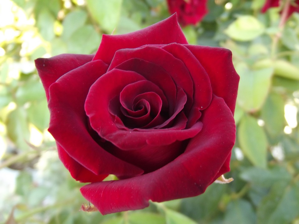 Hình bông hoa hồng lãng mạn