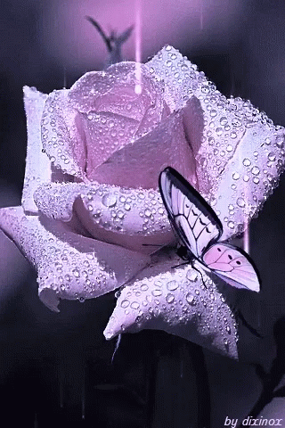 Hình Background hoa hồng động đẹp nhất